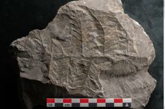 Foto (Detailansicht) von Odontopteris minor Brongniart (NHMW-GEO-2024-0188-10715)